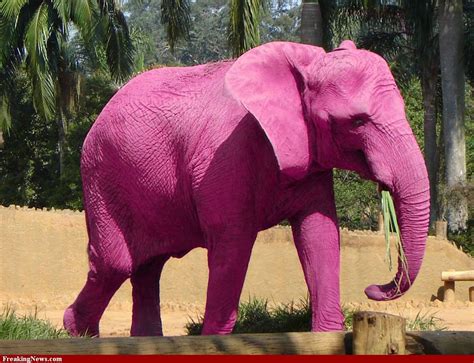 love the pink elephant